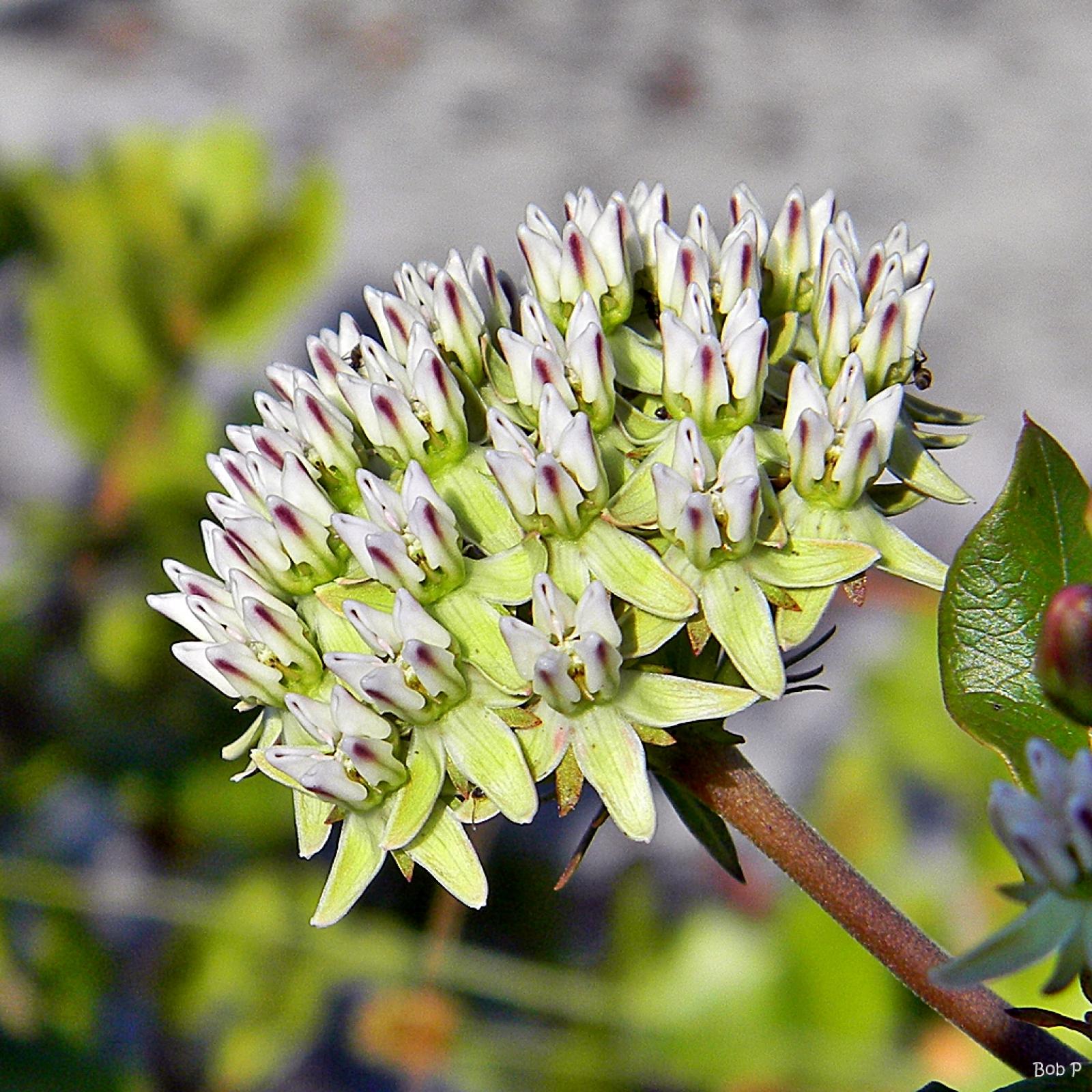 Asclepias aceratoides image