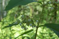 Asclepias bicknellii image