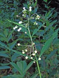 Asclepias bicknellii image