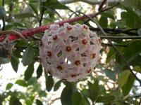 Image of Asclepias carnosa