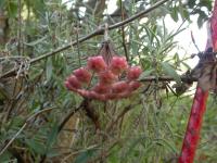 Asclepias carnosa image