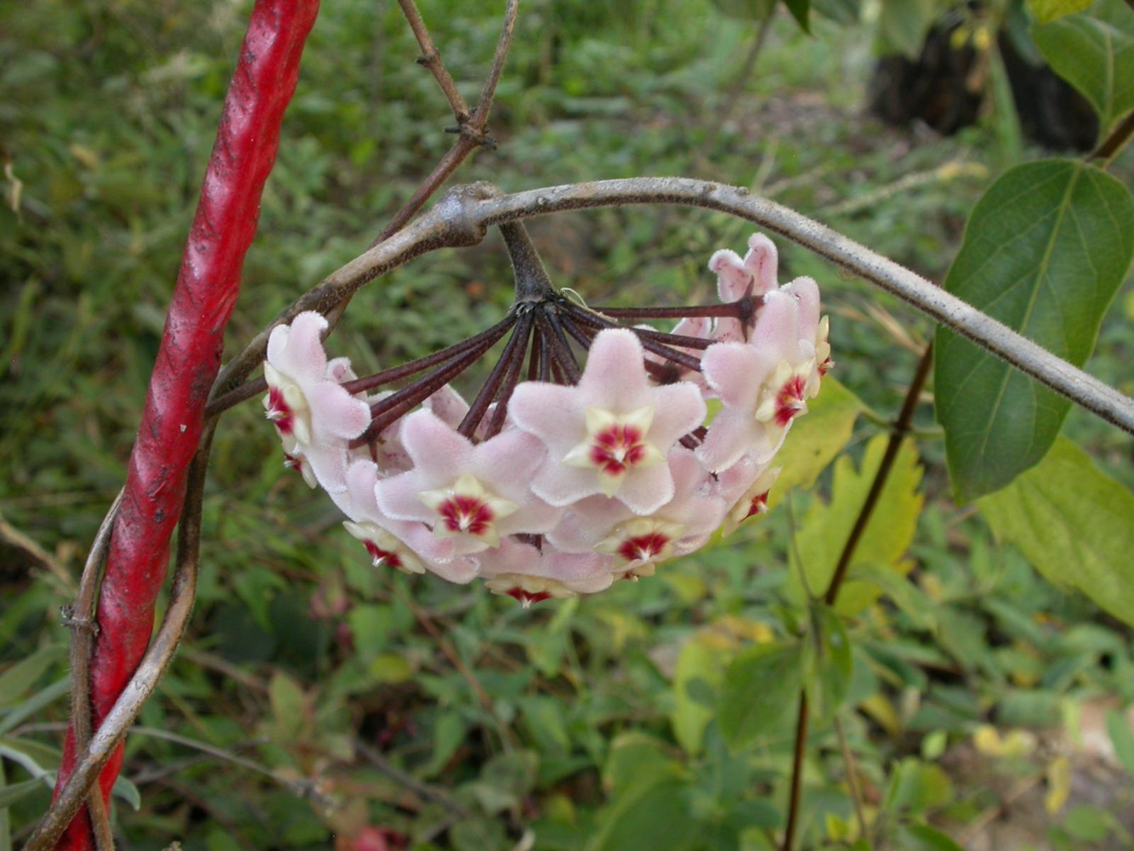 Asclepias carnosa image