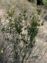 Asclepias fruticosa image