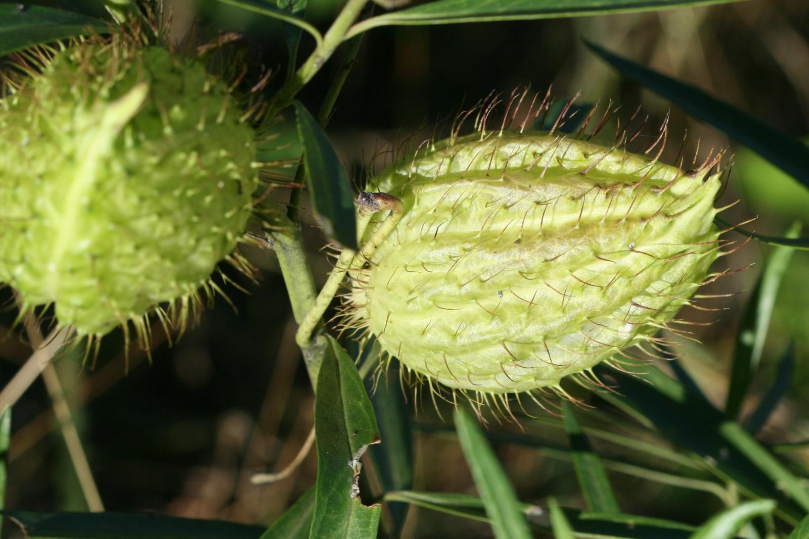 Asclepias fruticosa image