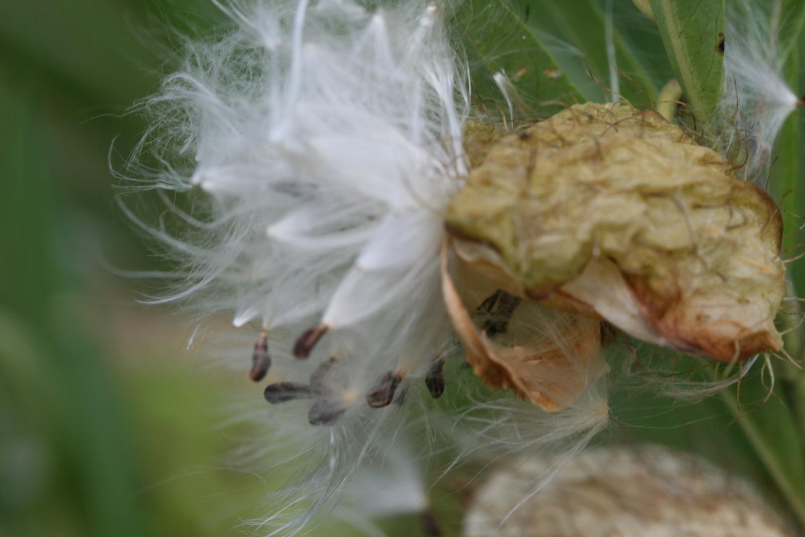 Asclepias fruticosa image