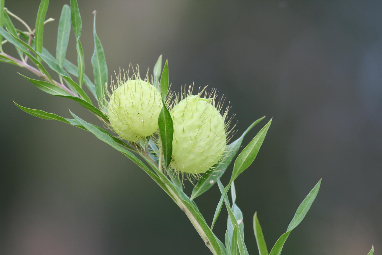 Asclepias fruticosa image