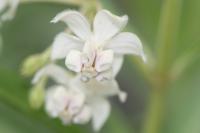 Asclepias fruticosa image