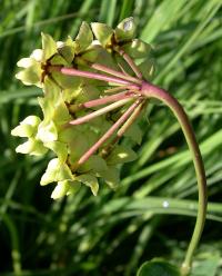 Asclepias meadii image