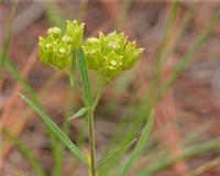 Image of Asclepias pedicellata