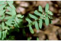 Image of Ascyrum linifolium