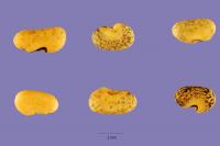 Media resource of Aspalathus contaminatus