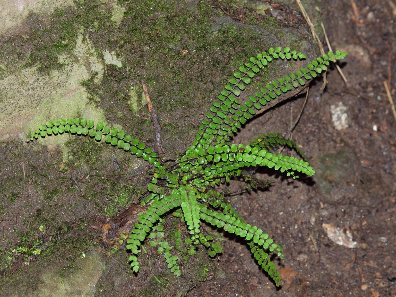 Asplenium adulterinum image