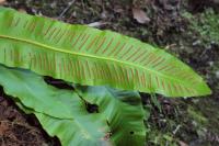 Asplenium scolopendrium image