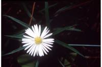 Symphyotrichum boreale image