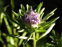 Image of Aster chinensis