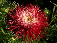 Aster chinensis image