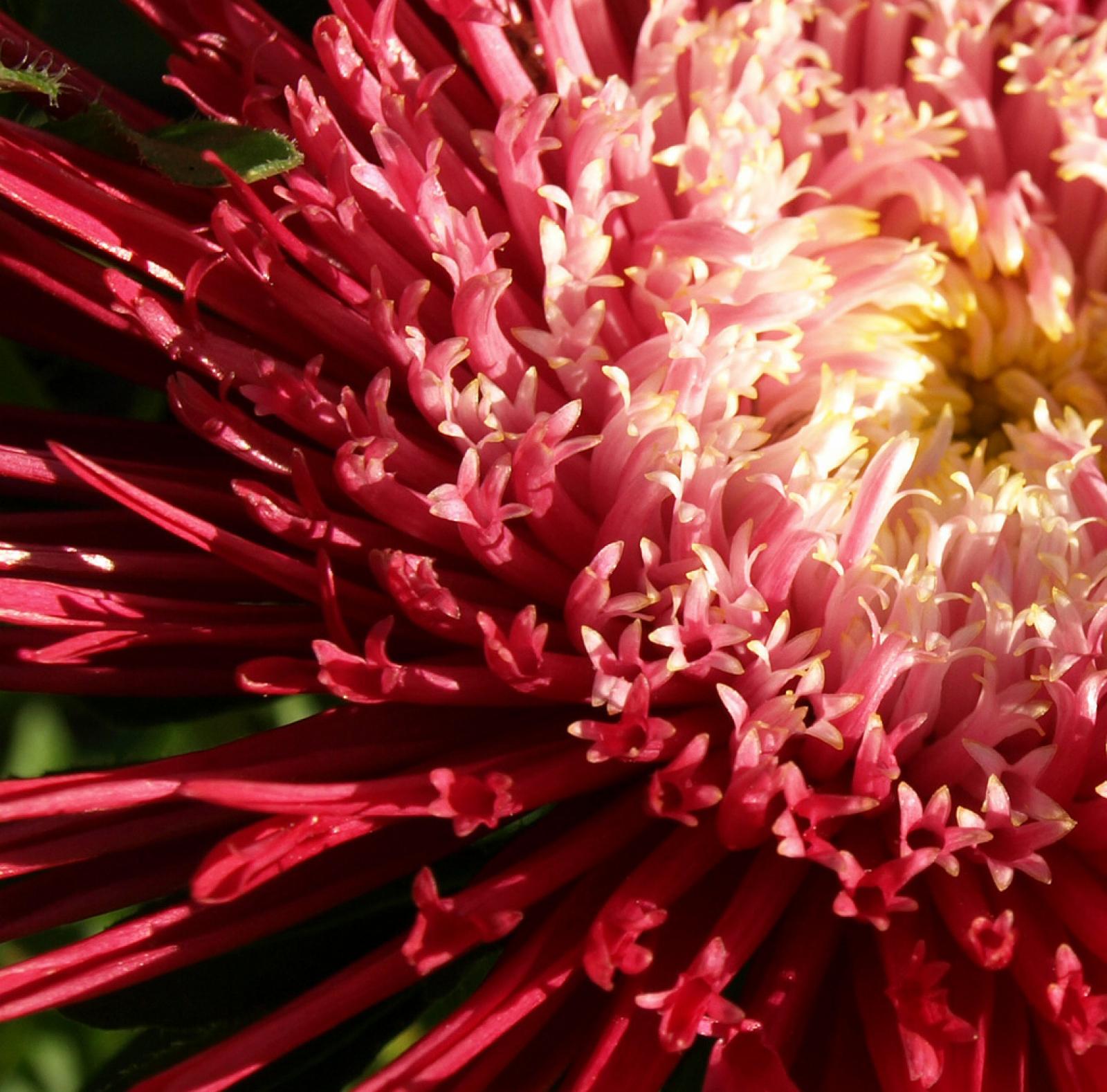 Aster chinensis image