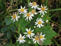 Image of Aster chlorolepis