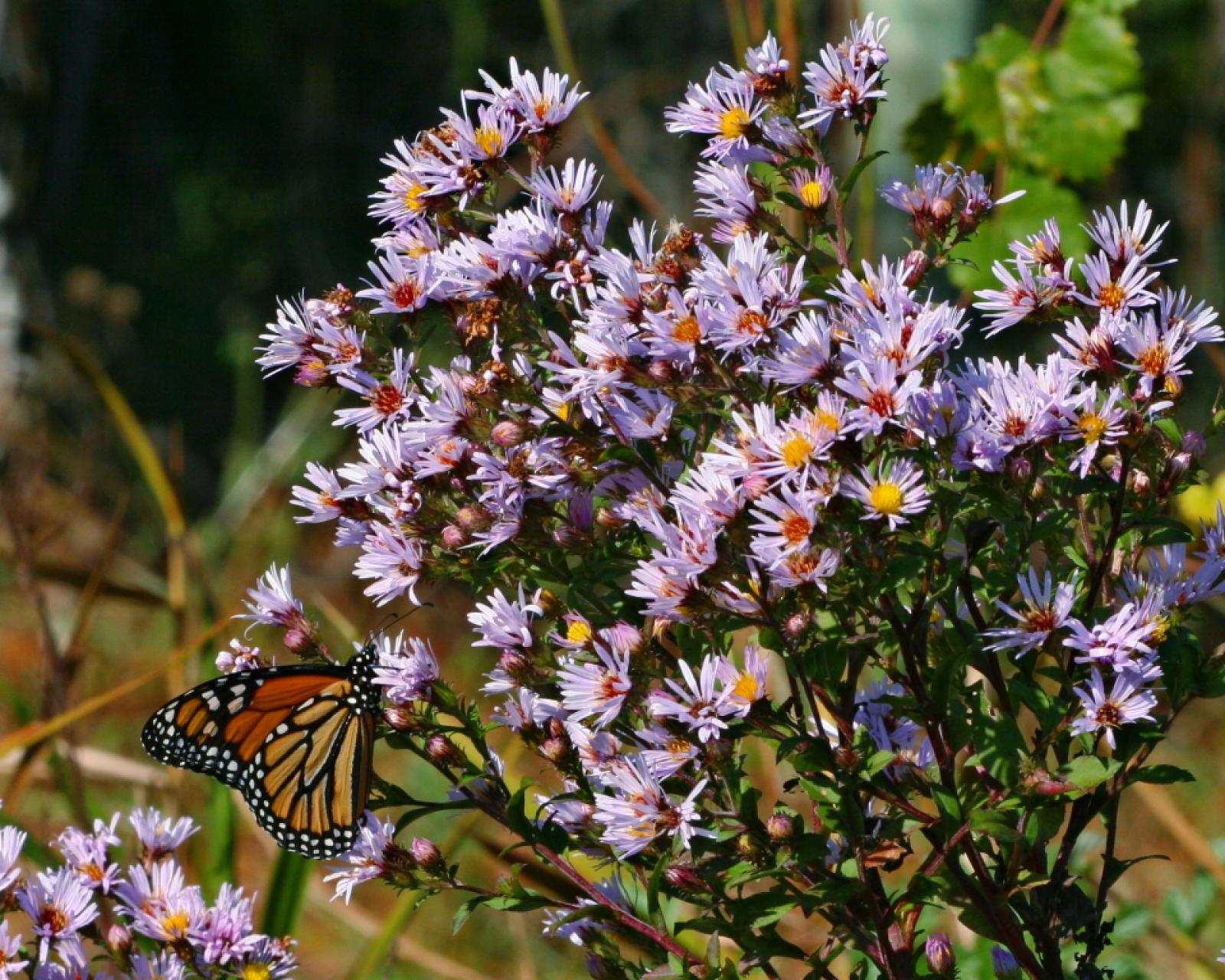 Aster elliottii image