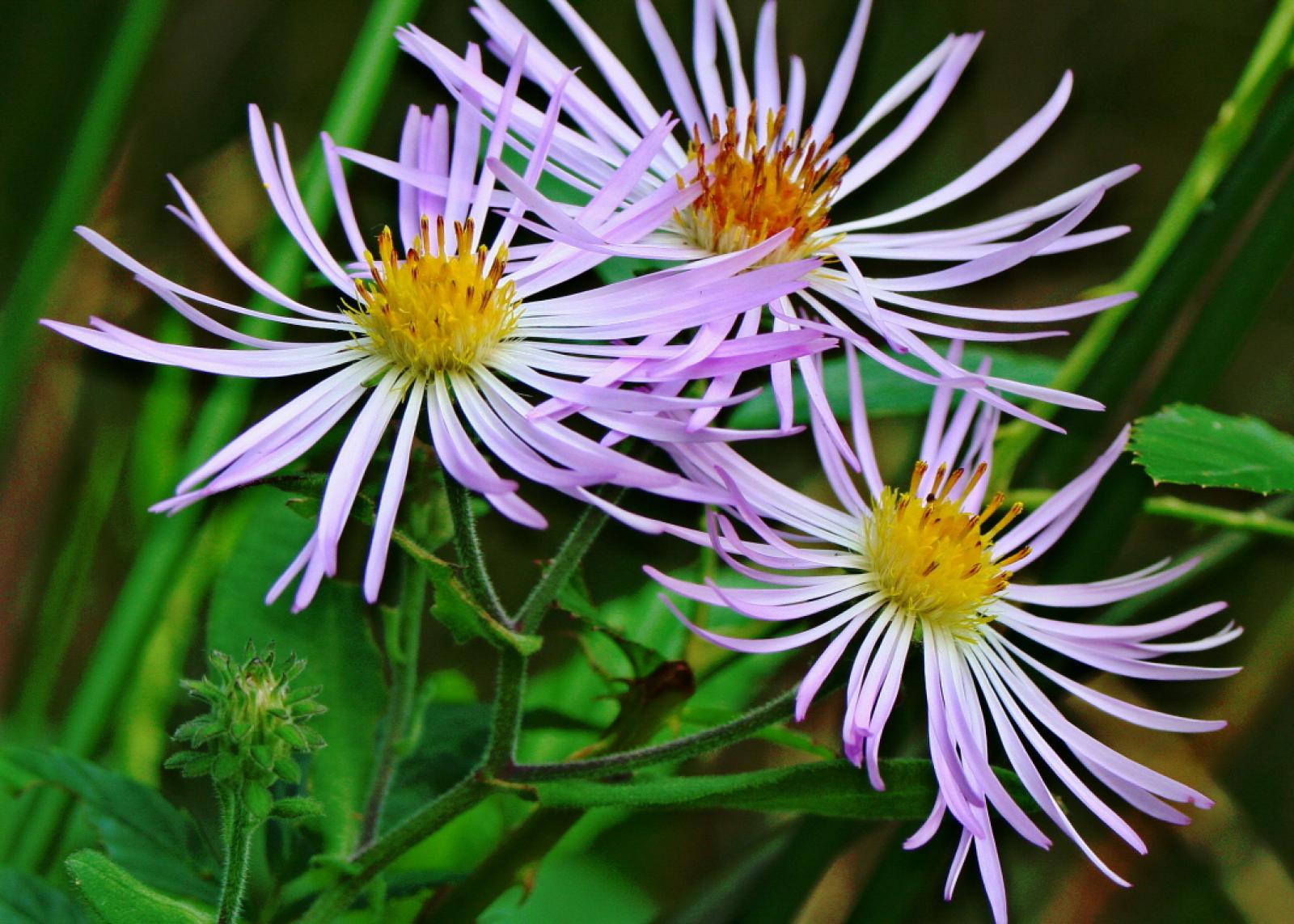 Aster elliottii image