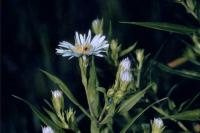 Aster forwoodii image