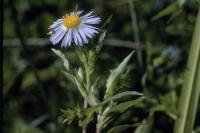 Aster forwoodii image