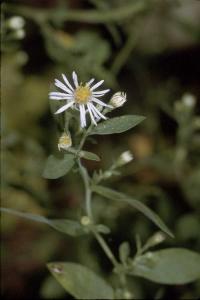 Aster juniperinus image