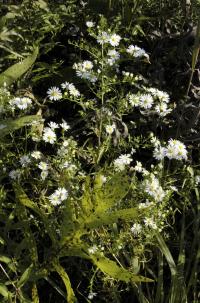 Aster juniperinus image