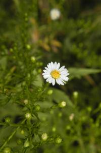 Aster juniperinus image