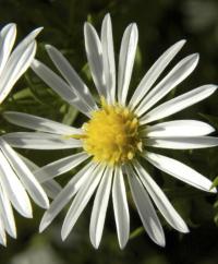 Aster juniperinus image