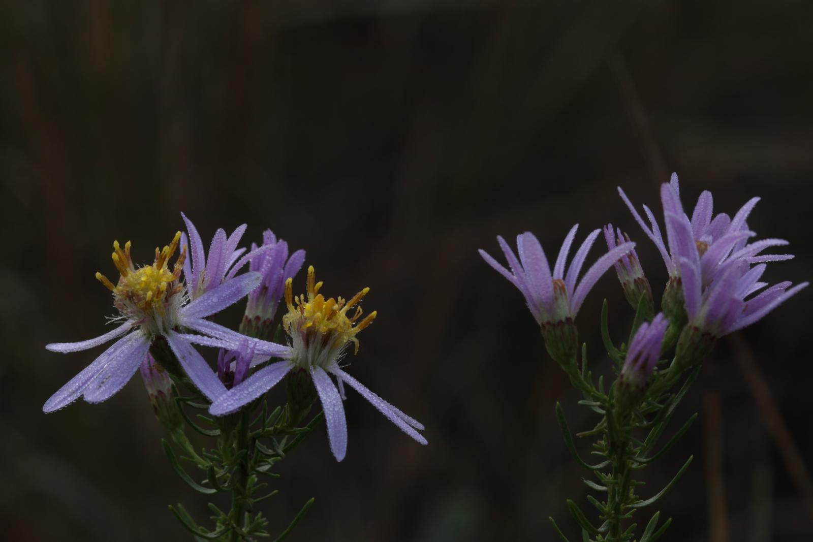 Aster sedifolius image