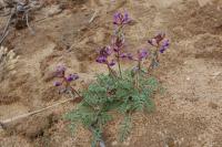 Image of Astragalus equisolensis