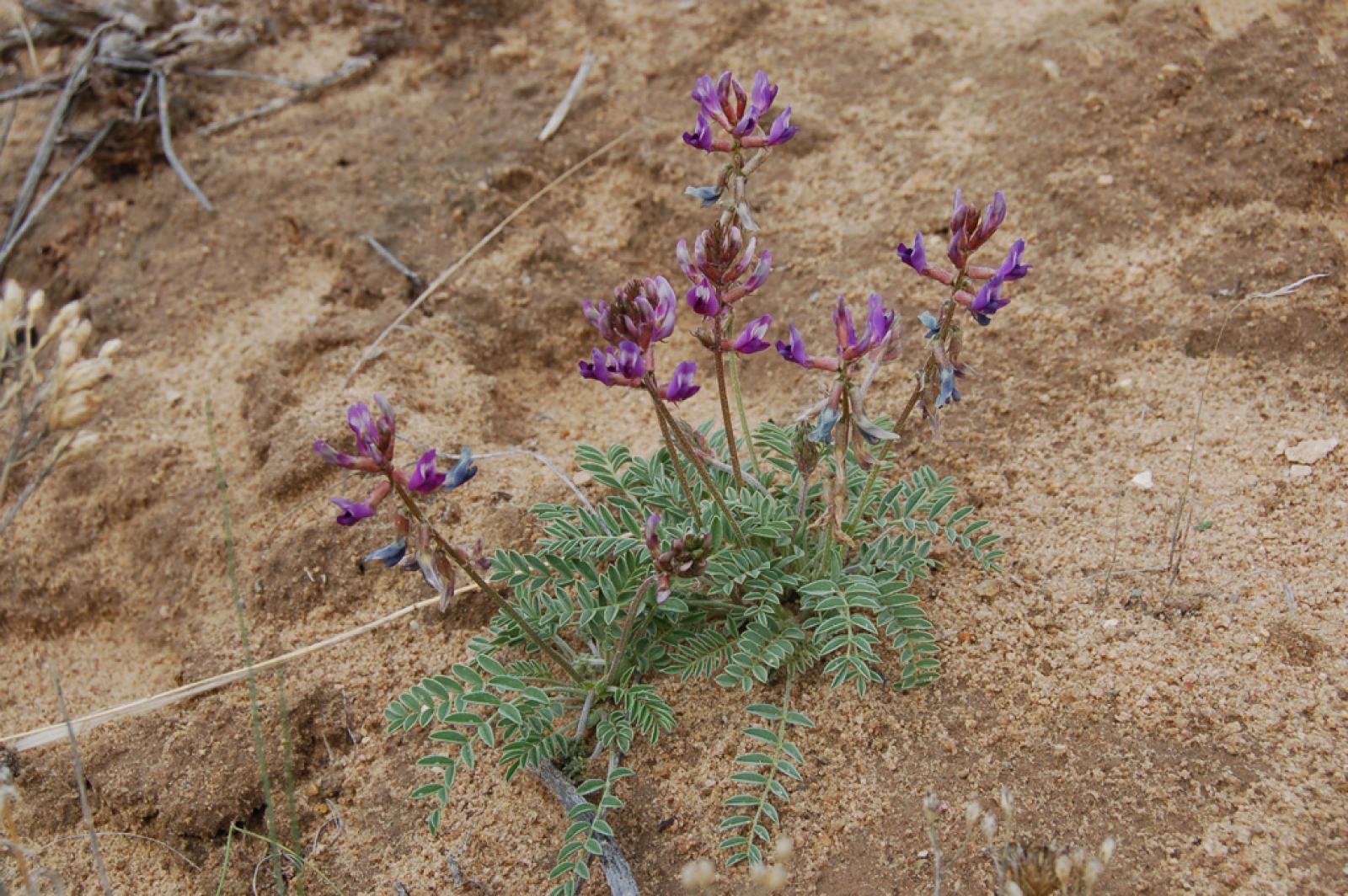 Astragalus equisolensis image