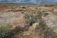 Astragalus equisolensis image