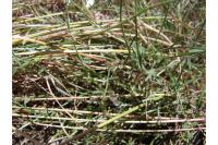 Astragalus owyheensis image