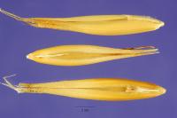 Image of Avena abyssinica