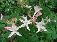 Azalea atlantica image