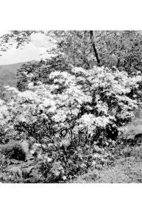 Azalea calendulacea image