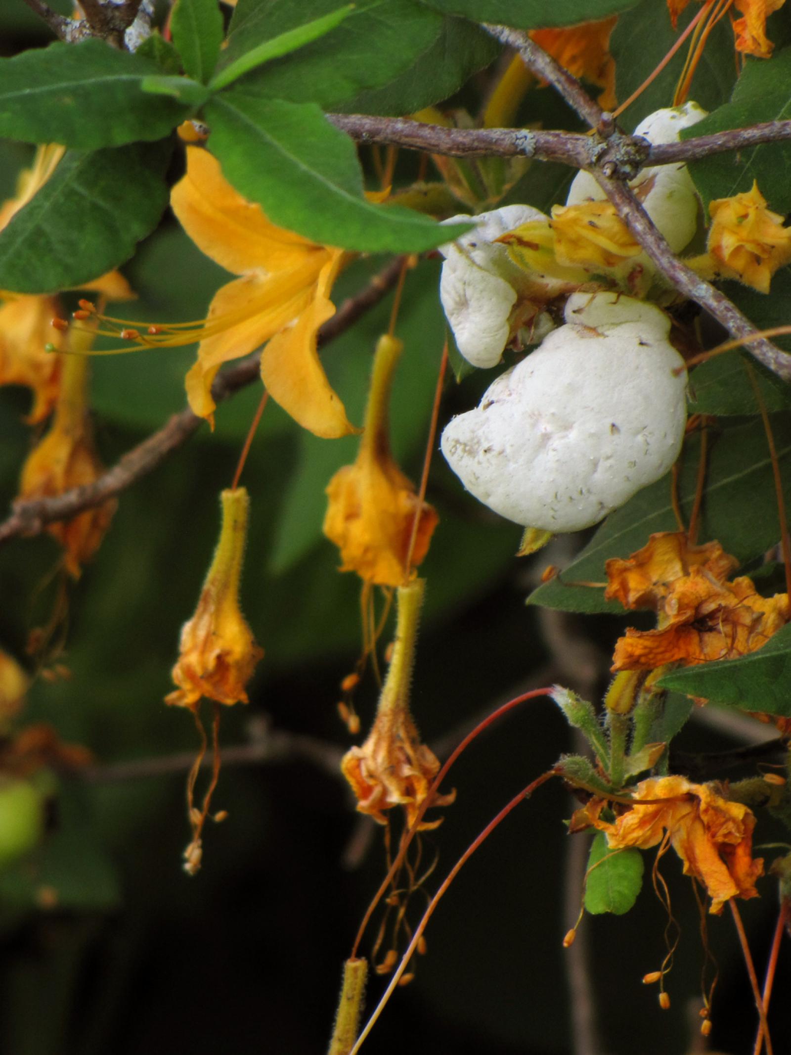 Azalea calendulacea image