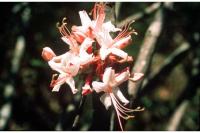 Image of Azalea canescens