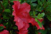 Image of Azalea japonica