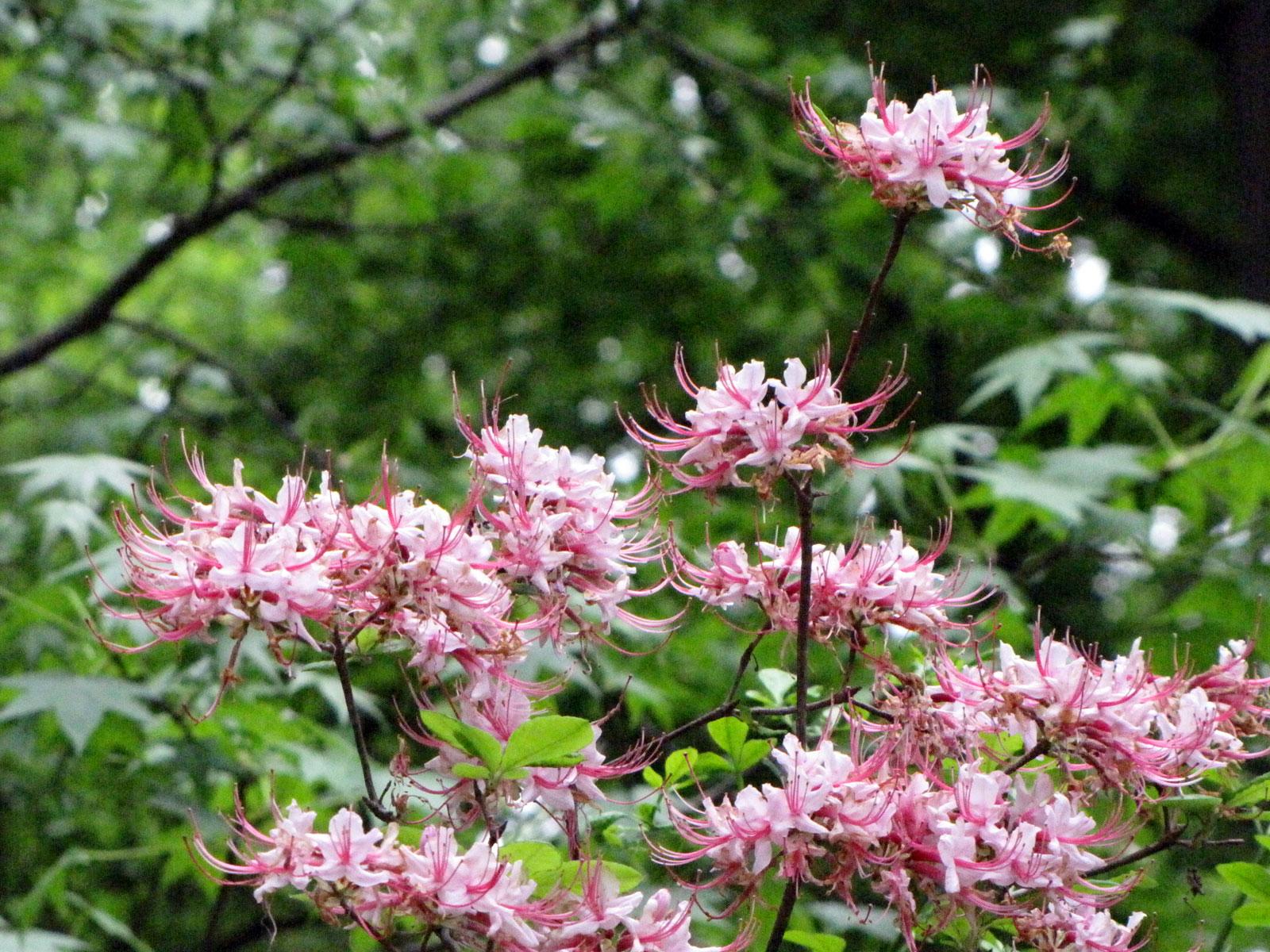 Azalea nudiflora image