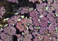 Image of Azolla pinnata