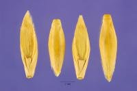 Image of Bambusa arundinacea