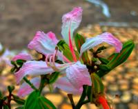 Bauhinia purpurea image