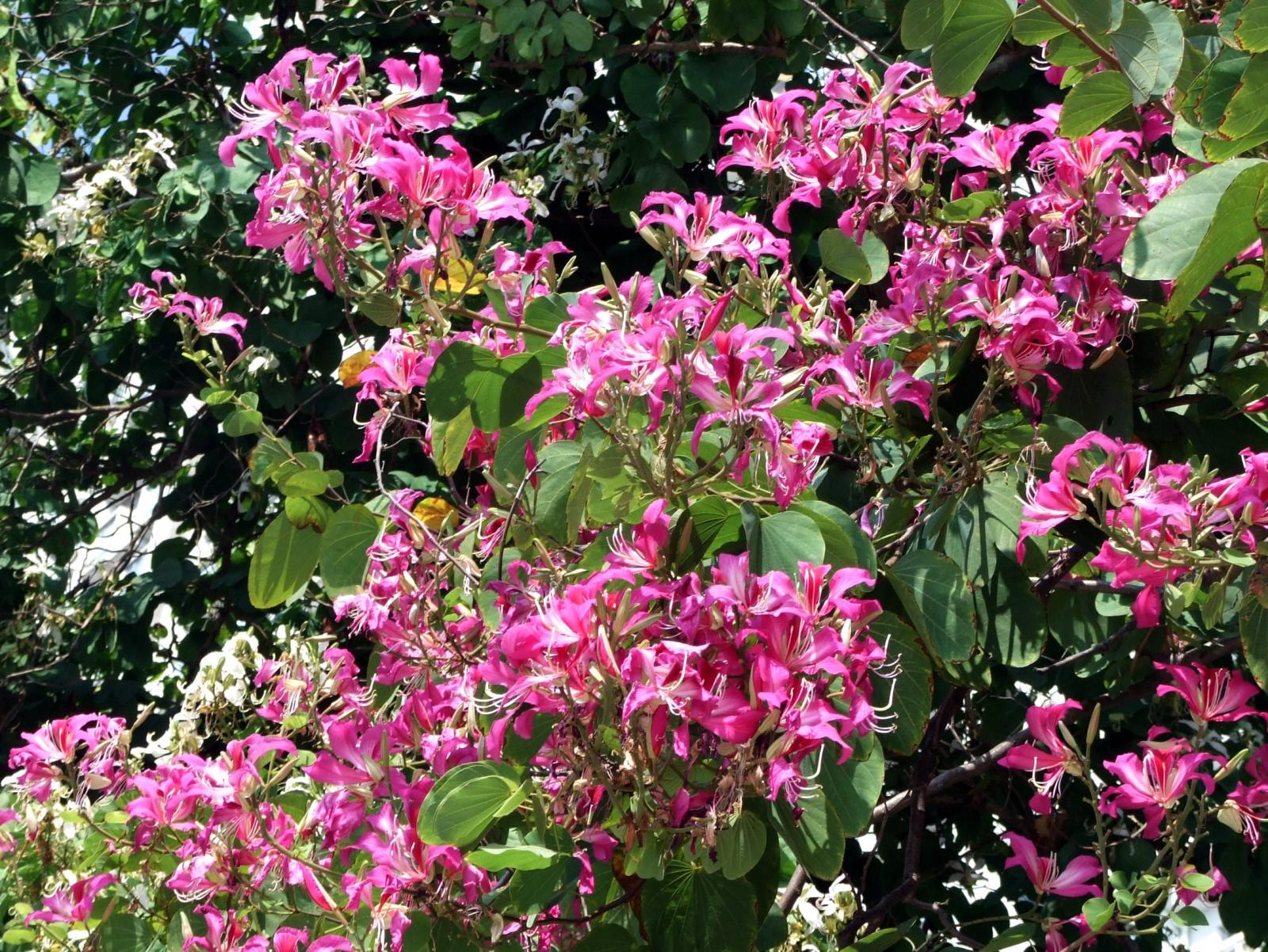 Bauhinia × blakeorum image