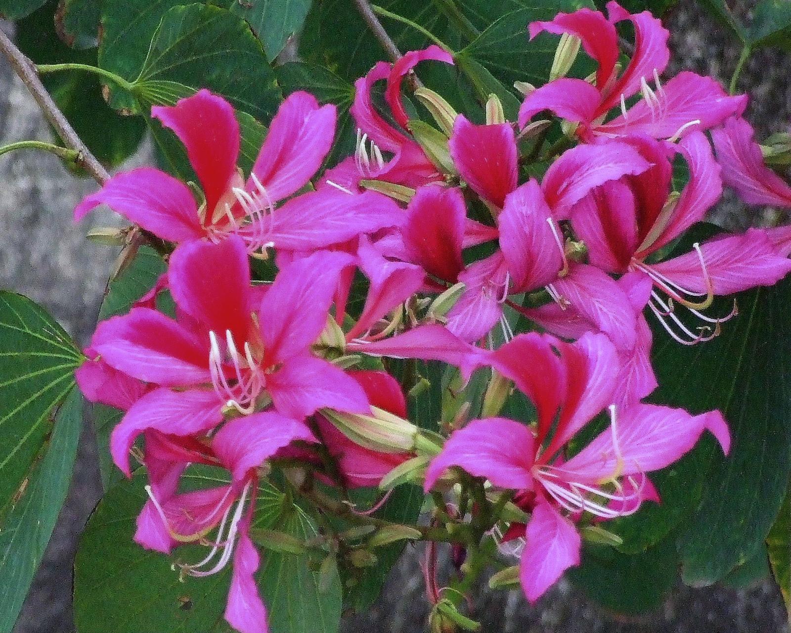 Bauhinia × blakeorum image