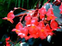 Image of Begonia coccinea