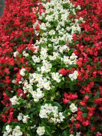 Image of Begonia semperflorens