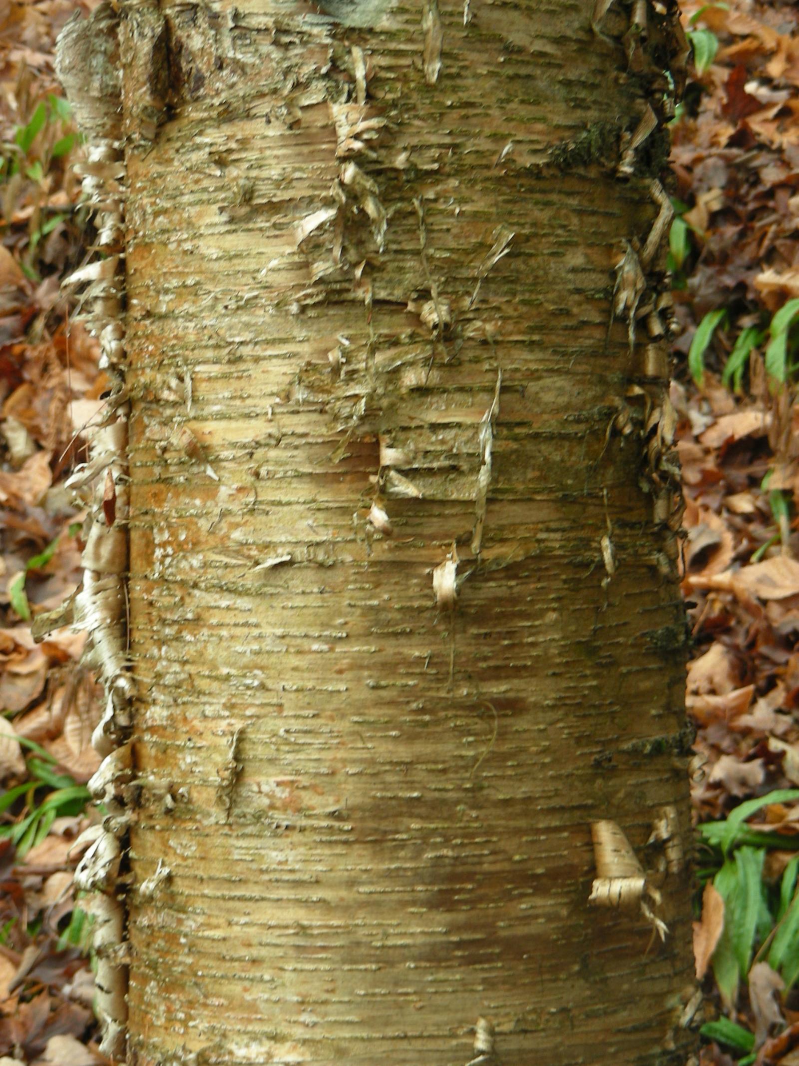 Betula alleghaniensis image